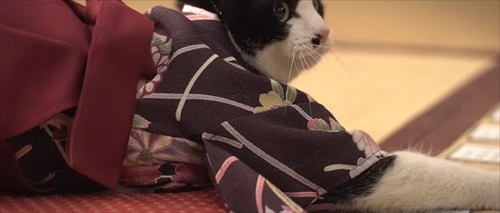 ちはにゃふる