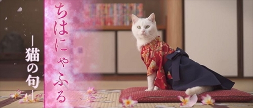ちはにゃふる