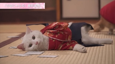 ちはにゃふる