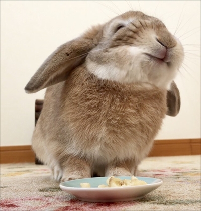 バナナを食べるうさぎさん