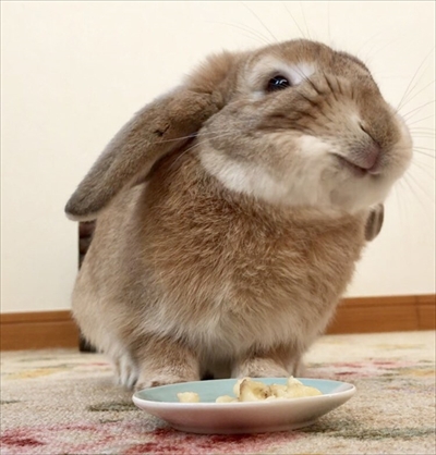 バナナを食べるうさぎさん