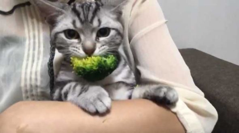 猫 ブロッコリー 泥棒