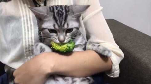 猫 ブロッコリー 泥棒
