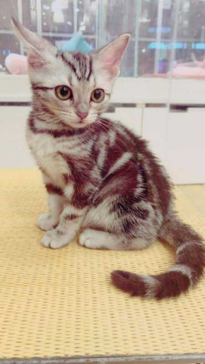 猫 ブロッコリー 泥棒