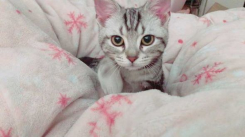 猫 ブロッコリー 泥棒