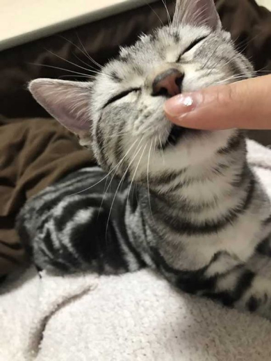 猫 ブロッコリー 泥棒