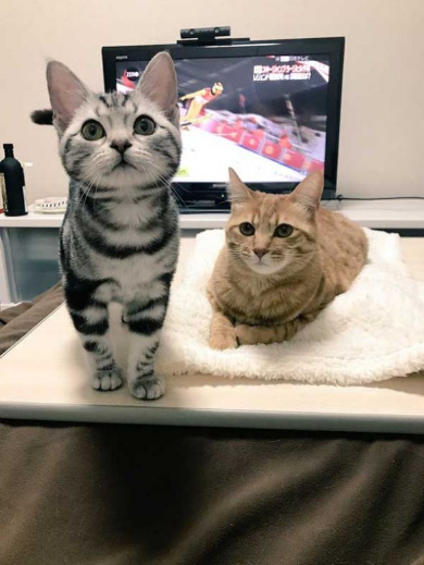 猫 ブロッコリー 泥棒