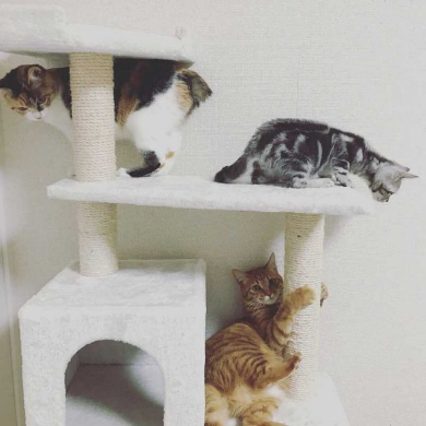 猫 ブロッコリー 泥棒