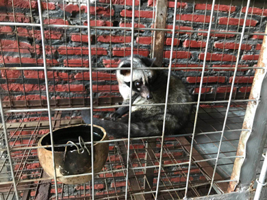 チョーヒカル ゲテモノ コピ・ルアク 猫 糞 コーヒー