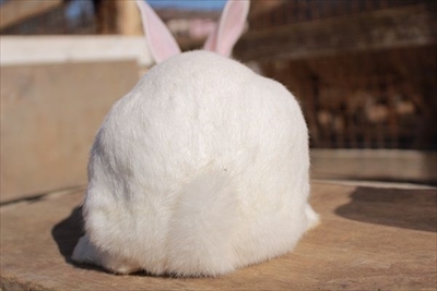 成田ゆめ牧場イースター