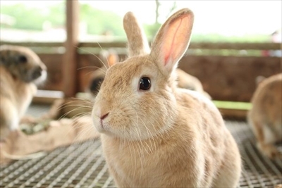 成田ゆめ牧場イースター