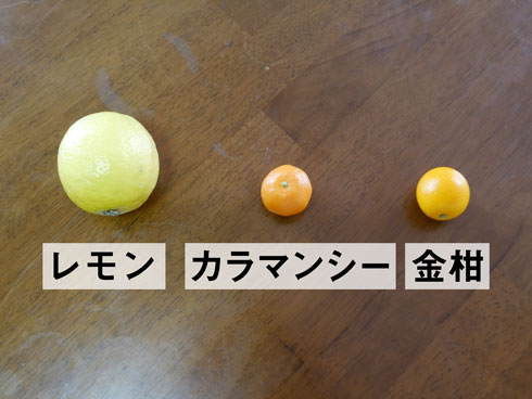 レモン、カラマンシー、金柑との比較