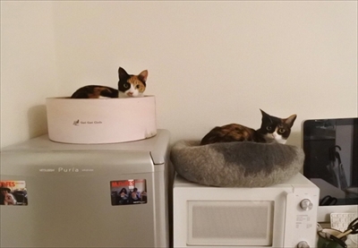 アジフライを狙うネコちゃん