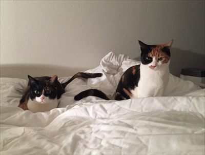 アジフライを狙うネコちゃん