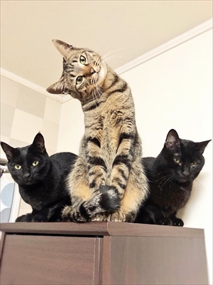 ポーズを決める猫さん