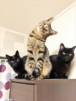 ポーズを決める猫さん