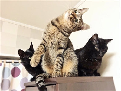 ポーズを決める猫さん