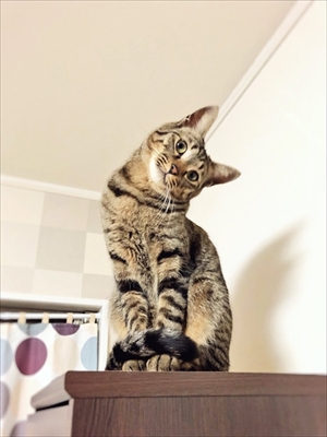 ポーズを決める猫さん