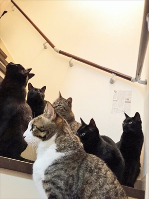 ポーズを決める猫さん