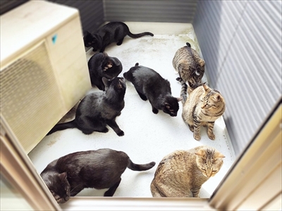 ポーズを決める猫さん