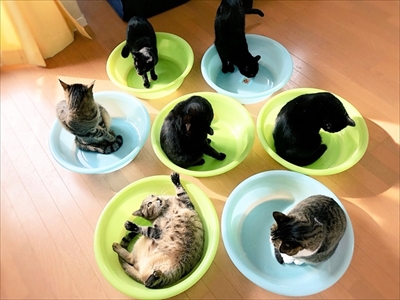 ポーズを決める猫さん