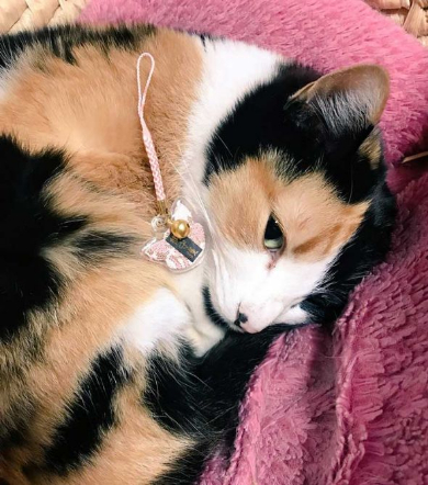 猫の形 長楽寺 御守り 住職さん