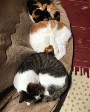 猫の形 長楽寺 御守り 住職さん