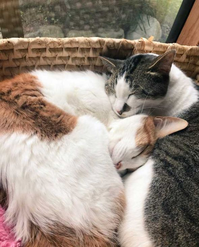 猫の形 長楽寺 御守り 住職さん