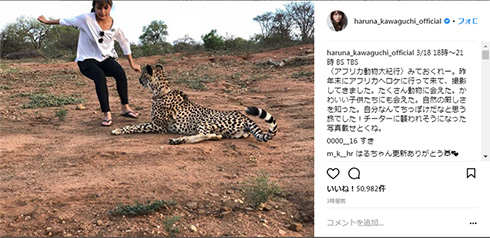 川口春奈 チーター アフリカ 襲われる 危機一髪 