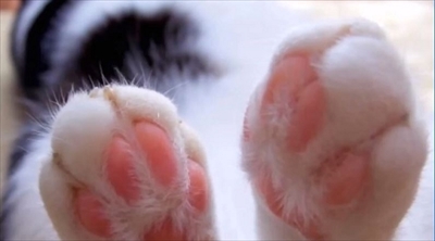 プニティマウス