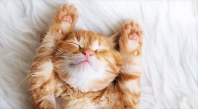 プニティマウス