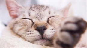 プニティマウス