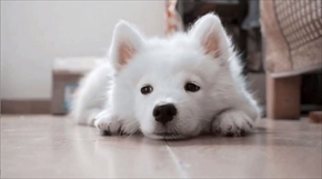 プニティマウス