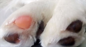 プニティマウス