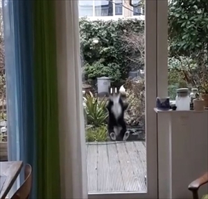 UMAっぽい猫ちゃん