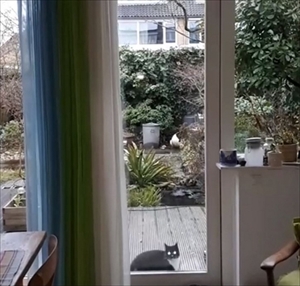 UMAっぽい猫ちゃん