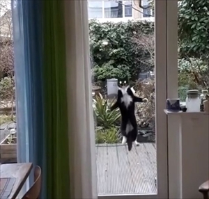 UMAっぽい猫ちゃん