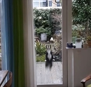 UMAっぽい猫ちゃん