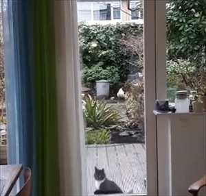 UMAっぽい猫ちゃん