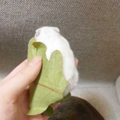 ハムスター 柏餅