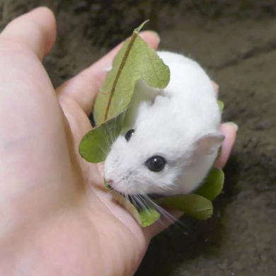 ハムスター 柏餅