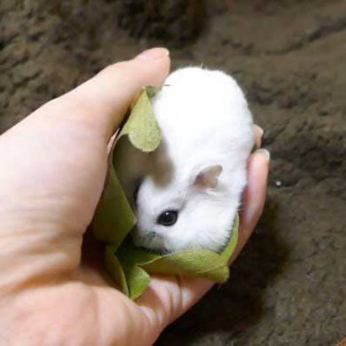 ハムスター 柏餅
