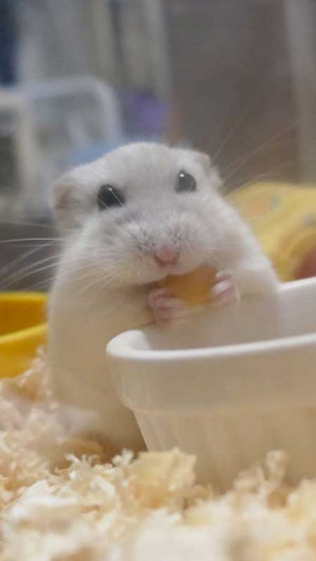 ハムスター 柏餅