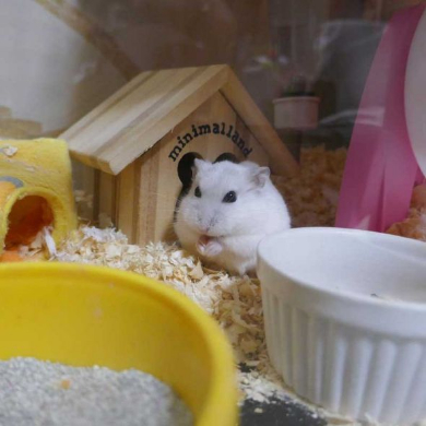 ハムスター 柏餅