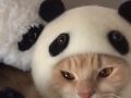 ここはモフモフの天国かな？　パンダのぬいぐるみにまぎれてお昼寝するパンダにゃんこ