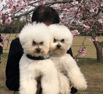 表情の差　ワンコ