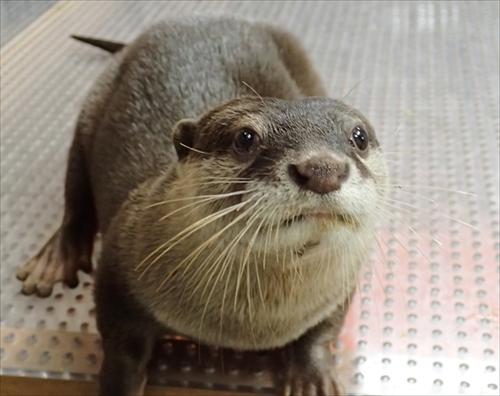 サンシャイン水族館コツメカワウソ