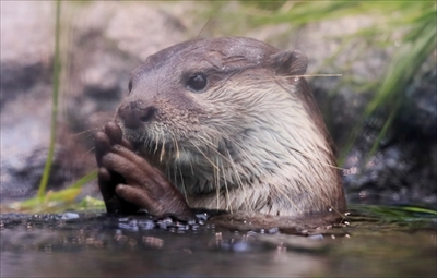 サンシャイン水族館コツメカワウソ