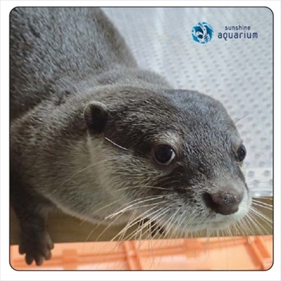 サンシャイン水族館コツメカワウソ