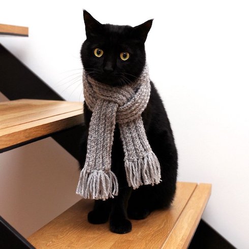 マフラーの首輪をした猫